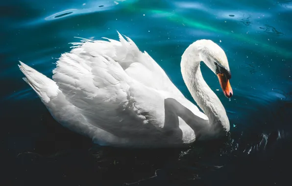 Picture white, water, light, blue, background, blue, bird, swans