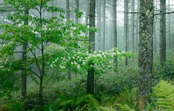 Greens, forest, grass, trees, fog, fern, the bushes, flowers
