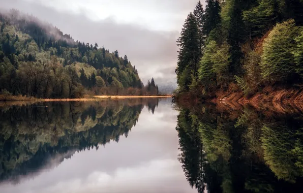 Forest, nature, river