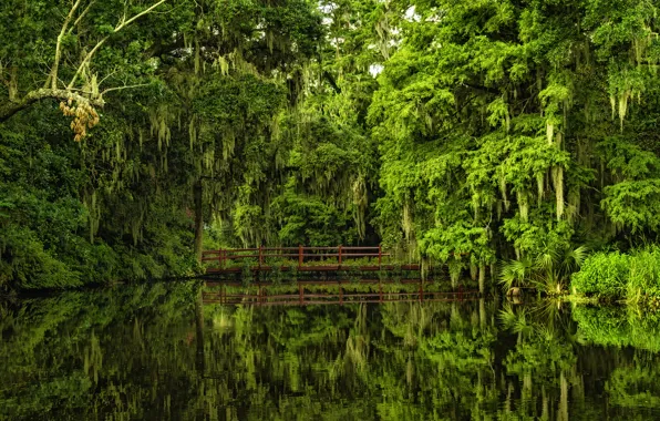 Picture water, trees, bridge, reflection, South Carolina, Charleston, South Carolina, Magnolia Gardens
