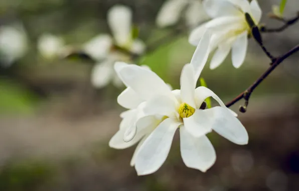 Spring, may, Sunny, Ukraine, Magnolia, The Botanical garden