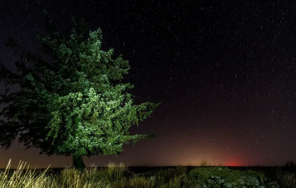 Picture the sky, night, tree