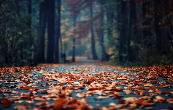 Picture autumn, asphalt, leaves, Park, foliage, focus, morning, bokeh
