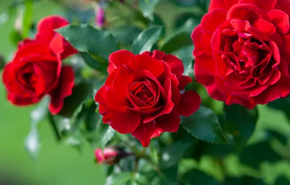 Picture leaves, red, roses, bouquet, bokeh