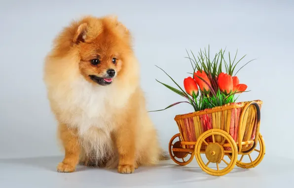 Picture flowers, puppy, Spitz