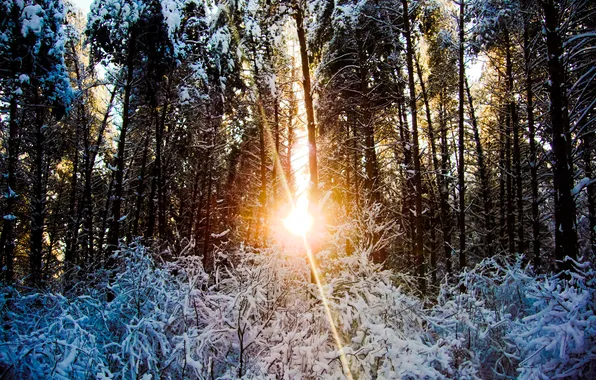 Picture winter, forest, snow, trees, sunset