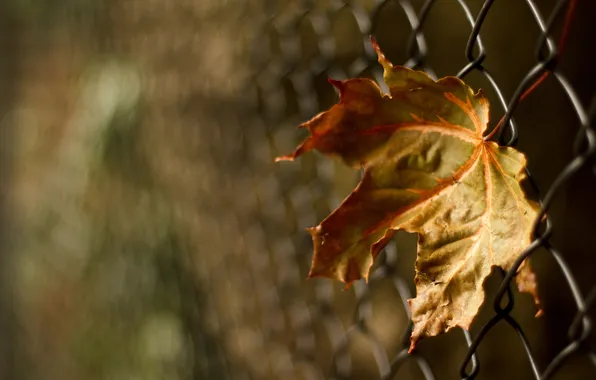 Picture autumn, macro, sheet, mesh