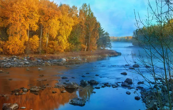 Autumn, forest, the sky, trees, fog, river