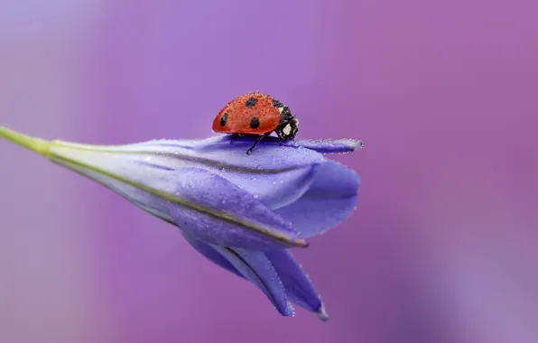 Flower, drops, Rosa, background, ladybug