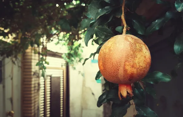 Leaves, branch, door, garden, large, fruit, hanging, the fruit
