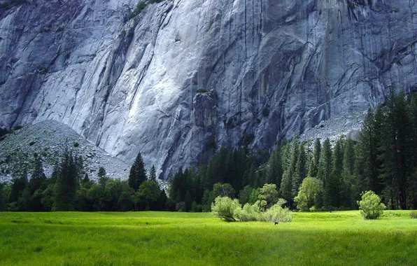 Forest, grass, granite rocks, Yosemite