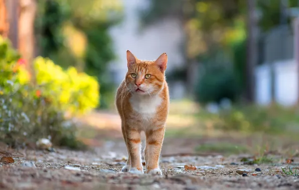 Cat, summer, cat, look, pose, red, walk, face