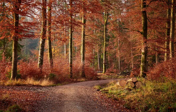 Road, autumn, forest, leaves, trees, Park, logs