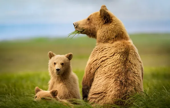 Picture nature, animals, bears