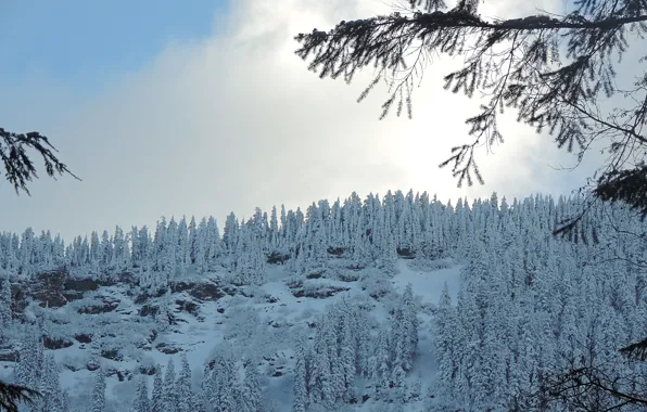 Picture winter, forest, snow, nature, frost, forest, Nature, sky