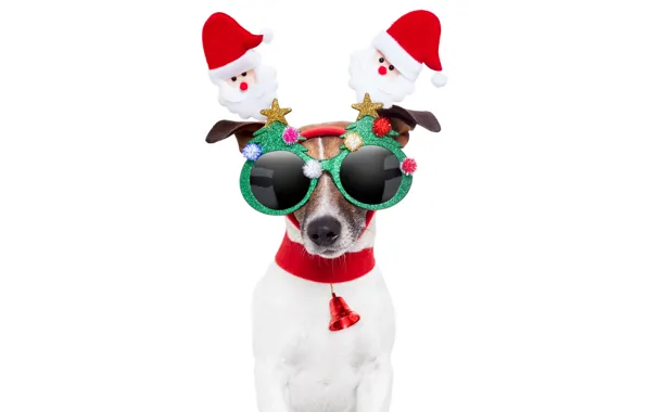 Animals, red, creative, holiday, new year, dog, white background, Santa Claus