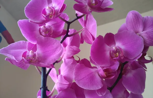 Picture Flowers, Orchid, Orchids