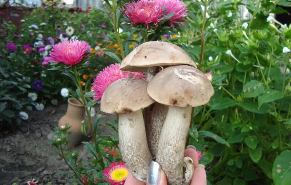 Autumn, marigolds, three mushrooms