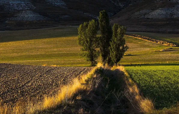 Picture field, grass, light, trees, mountains, strip, arable land