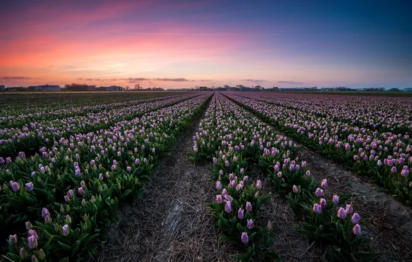 Field, the sky, sunset, flowers, spring, tulips, houses, straw