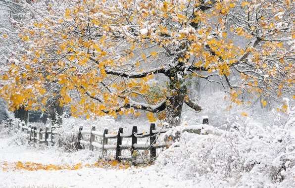 Winter, autumn, snow, trees, nature, the fence, yellow foliage