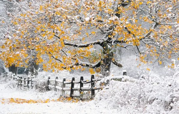 Picture winter, autumn, snow, tree, the fence, Nature, yellow foliage