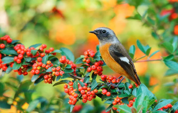 Leaves, berries, bird, branch, fruit, Rowan, bokeh, English