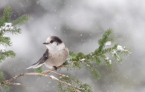 Snow, bird, branch, Ontario, canadian Jay, canadian range