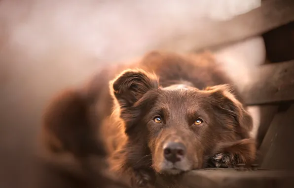 Look, face, bench, stay, dog