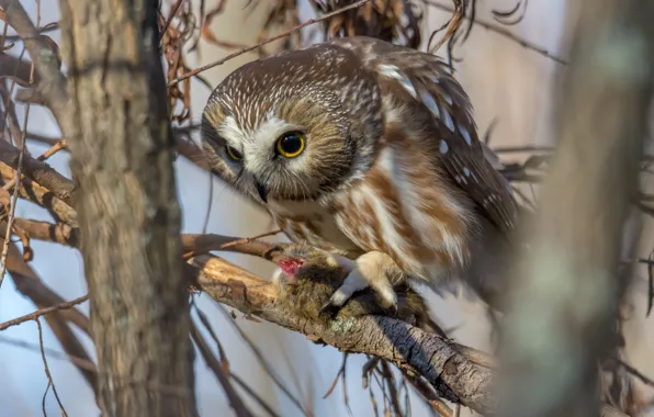 Light, branches, nature, owl, bird, mining, owl