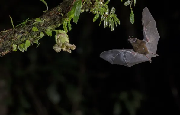 Flight, wings, branch, bat