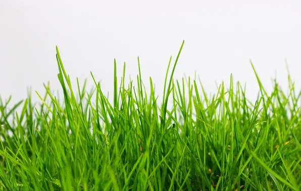 Picture grass, green, white background