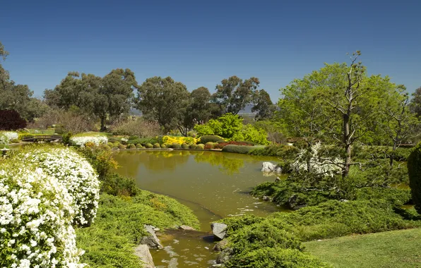 Picture trees, pond, stones, garden, Australia, the bushes, Cowra Japanese Garden
