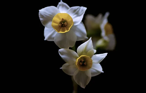 Flowers, nature, background