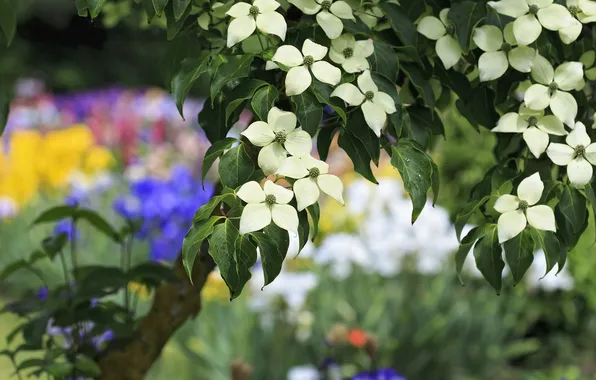 Tree, spring, dogwood