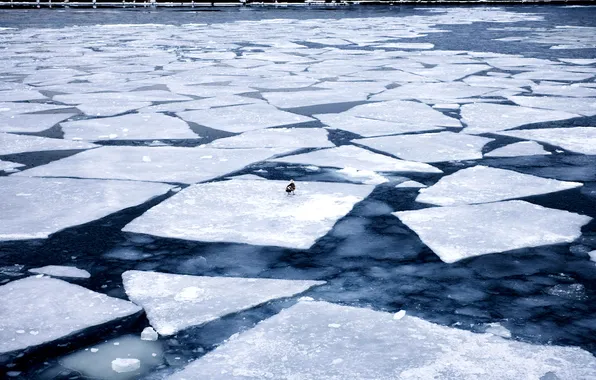 Picture ice, water, bird