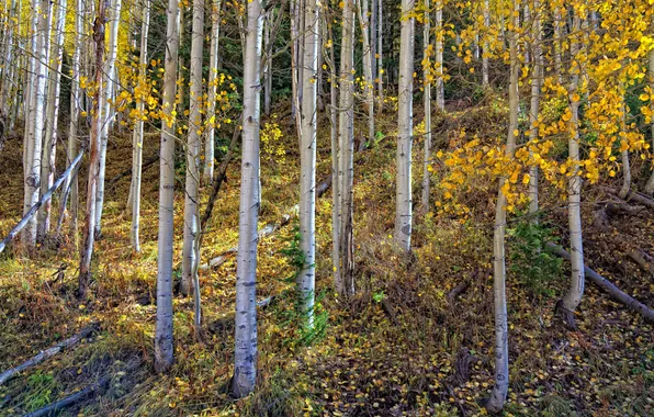 Picture autumn, forest, leaves, trees, slope, birch, grove, aspen