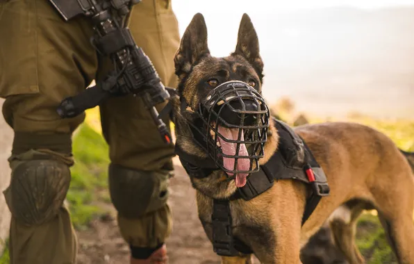 Look, each, dog, Guard