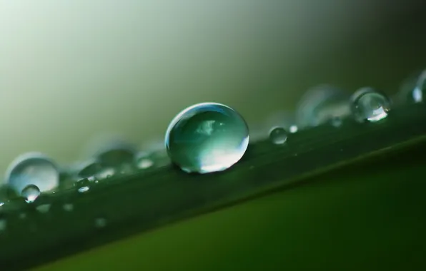 Picture grass, leaves, water, drops, macro, Rosa