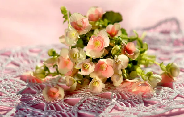 Picture photo, Flowers, Bouquet, Begonia