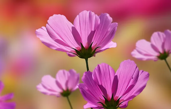 Flower, nature, spring