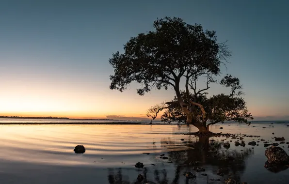 Lake, tree, the evening, Fleur Walton