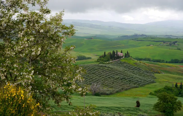 Greens, field, clouds, trees, clouds, hills, Italy, house
