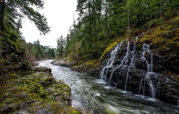 Forest, trees, fog, stones, for, waterfall, moss, Canada