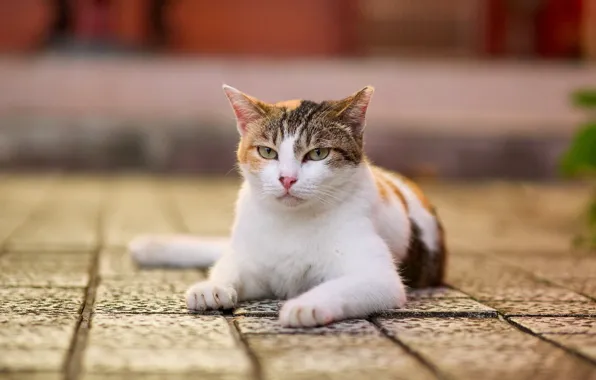 Cat, cat, look, face, pose, tile, lies, bokeh