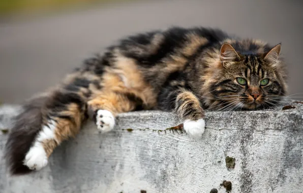 Cat, cat, look, lies, concrete, face, striped, spotted