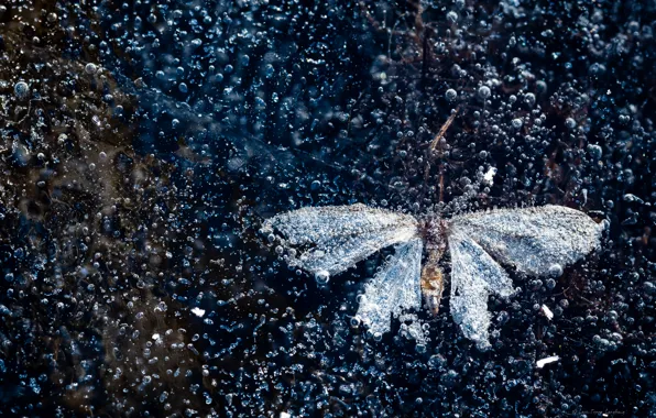 Picture ice, butterfly, air bubbles