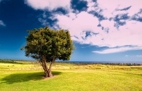 Picture sea, greens, field, the sky, grass, clouds, trees, coast