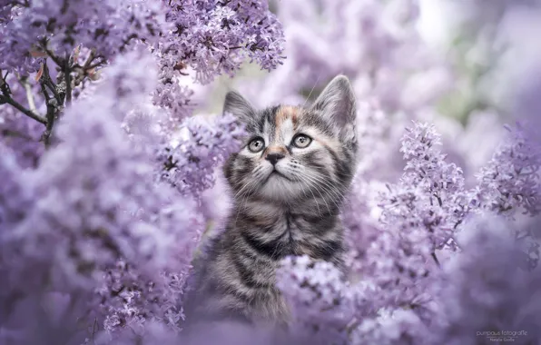Picture flowers, nature, kitty, lilac, Natalie Gross