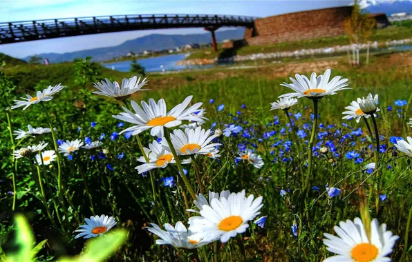 The sky, grass, flowers, bridge, nature, river, chamomile, petals